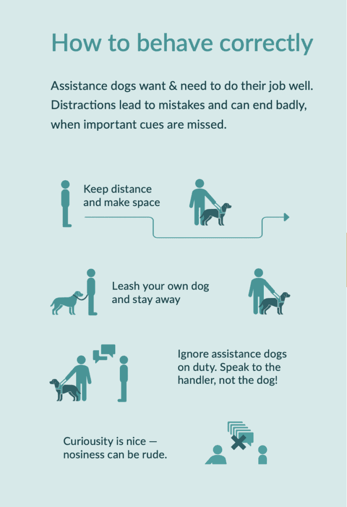 Abstand zu  Assistenzhunde  zu halten fördert Sicherheit und Konzentration in öffentlichen Umgebungen.