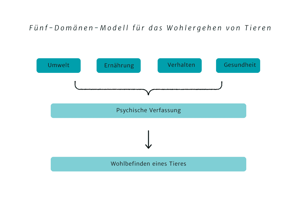 Ein Labradoodle mit Kenndecke vor petrolfarbenem Hintergrund mit Worten wie Assistenzhund - Zuhörer, Partner. Lebensretter, Türenöffner, etc.