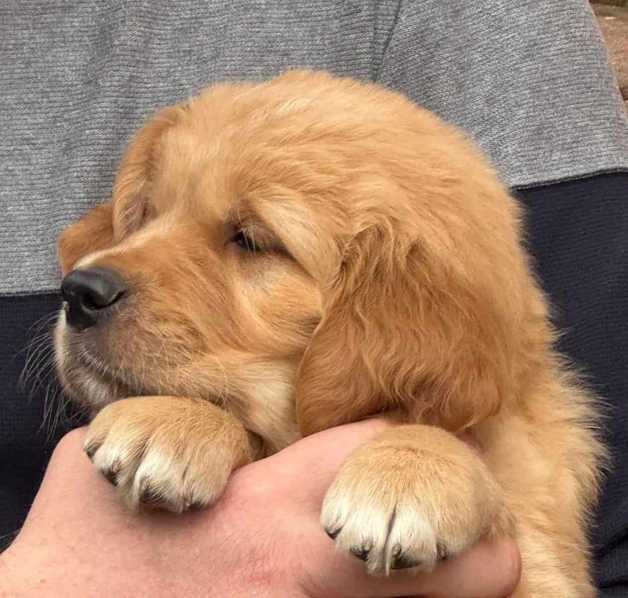 Süßer zwei Monate alter Golden Retriever Welpe, gehalten in einer Hand.