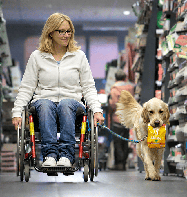 Eine blonde Frau mit Brille sitzt in einem roten Rollstuhl in einem Supermarktgang, begleitet von einem Golden Retriever Assistenzhund. Der Hund ist an der Leine und trägt ein Paket im Mund. Die Regale im Hintergrund sind mit Waren gefüllt.