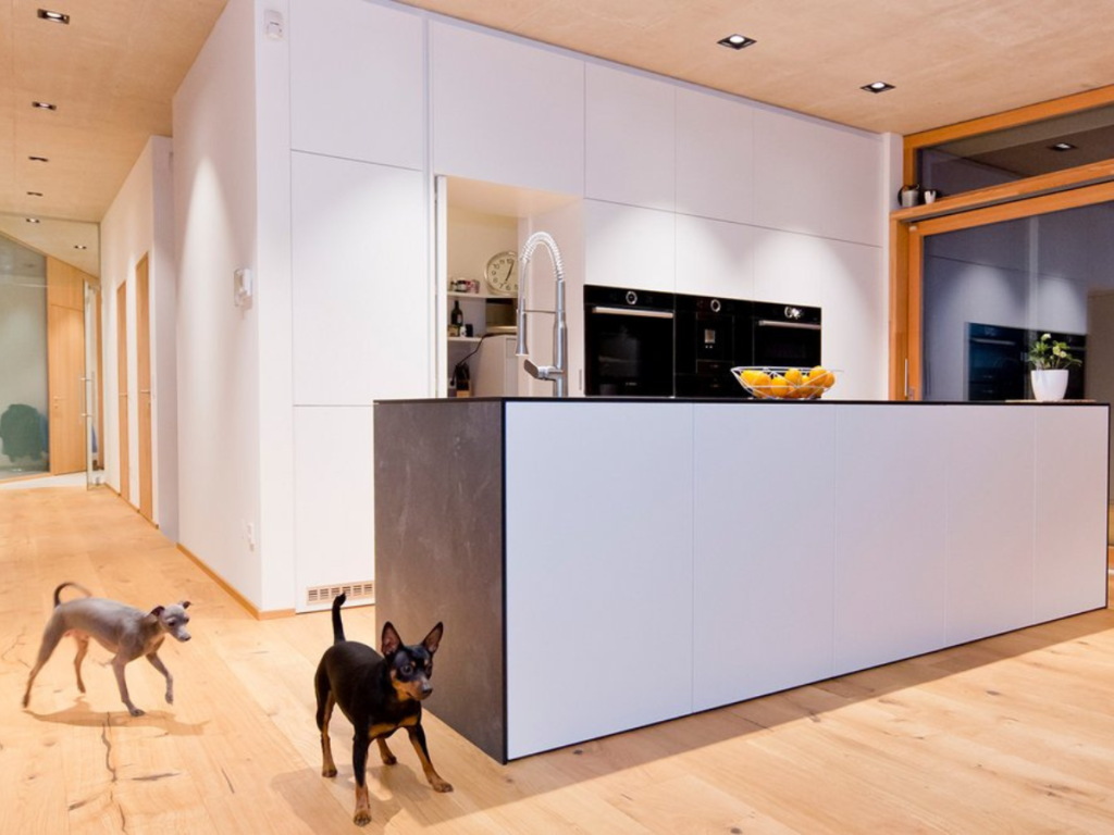 Zwei kleine Hunde stehen auf einem hellen Holzboden in einer modernen Küche mit weißen Schränken, einer schwarzen Kücheninsel und farblichen Akzenten einer Obstschale auf der Theke.