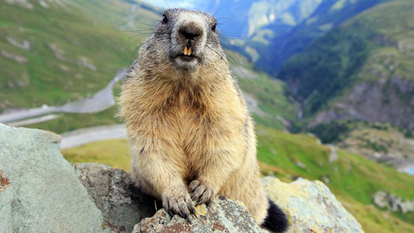 Murmeltier-Fauna-Camping