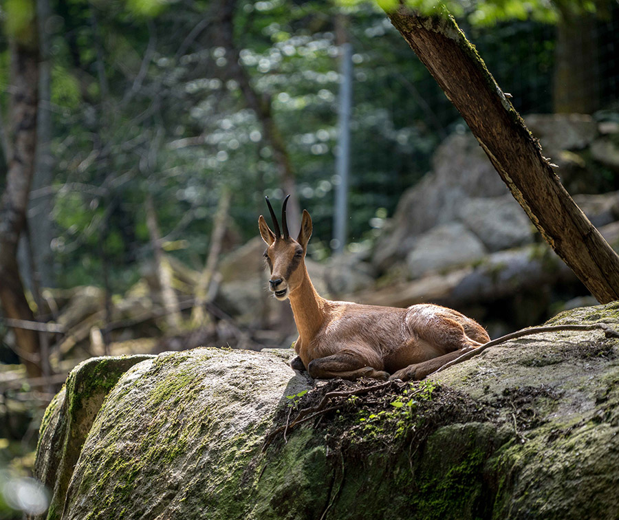 Fauna
