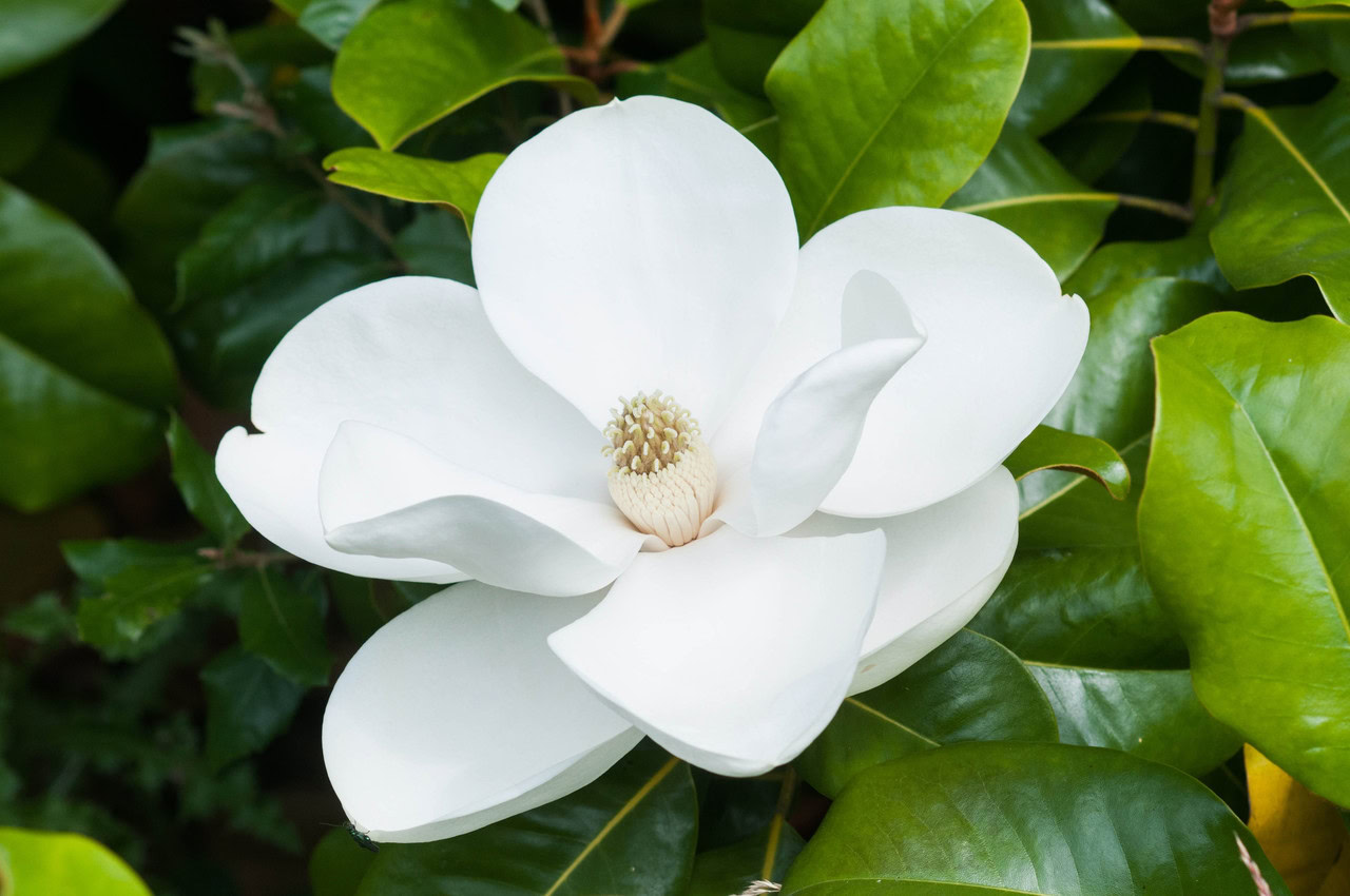Propomos o estabelecimento de uma magnólia branca em plena floração, evocando dois séculos de história natural, rodeada de folhas verdes e brilhantes.