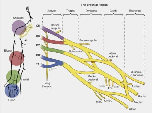 नारनौल, हरियाणा में ब्रैकियल प्लेक्सस इंजरी ट्रीटमेंट डॉक्टर