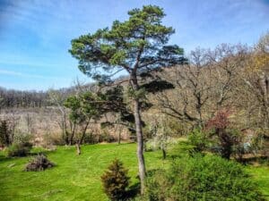 Bosque de disparos con drones