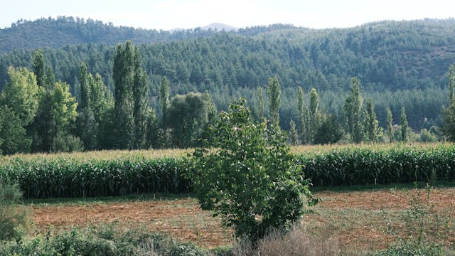 pexels-rahimegul-28593845