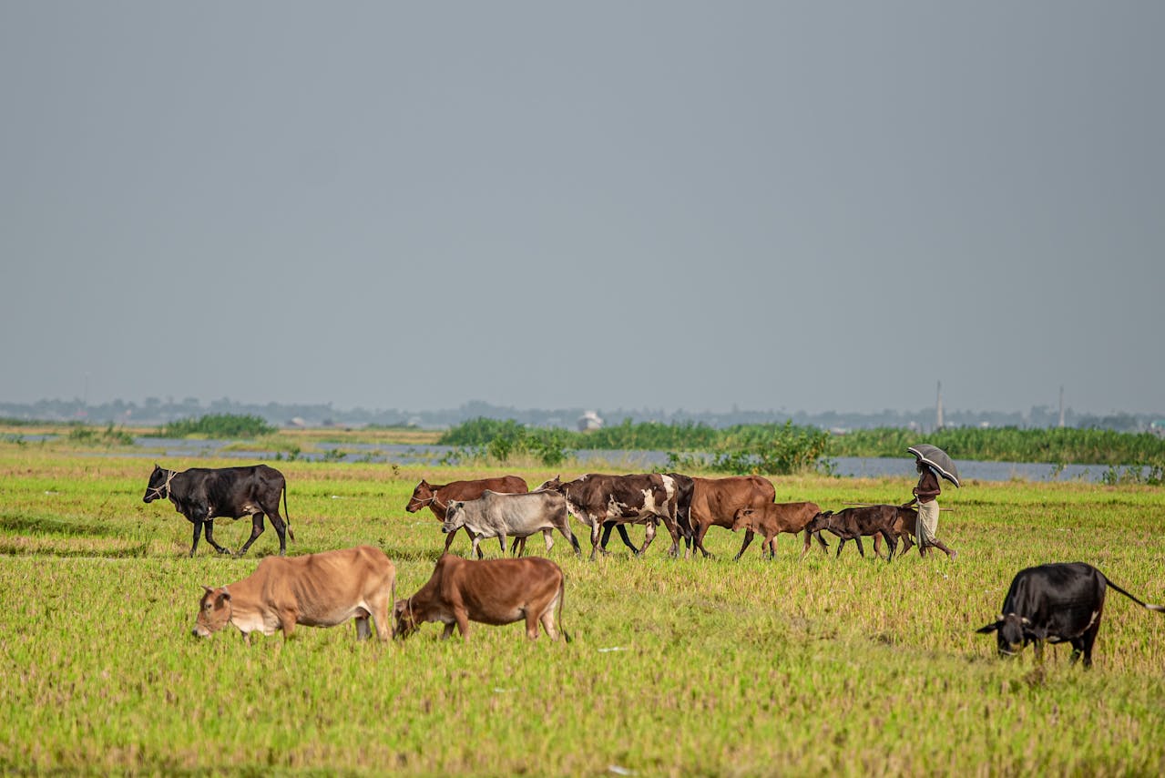 Análisis de rebaño de buscadores de calor en Oklahoma