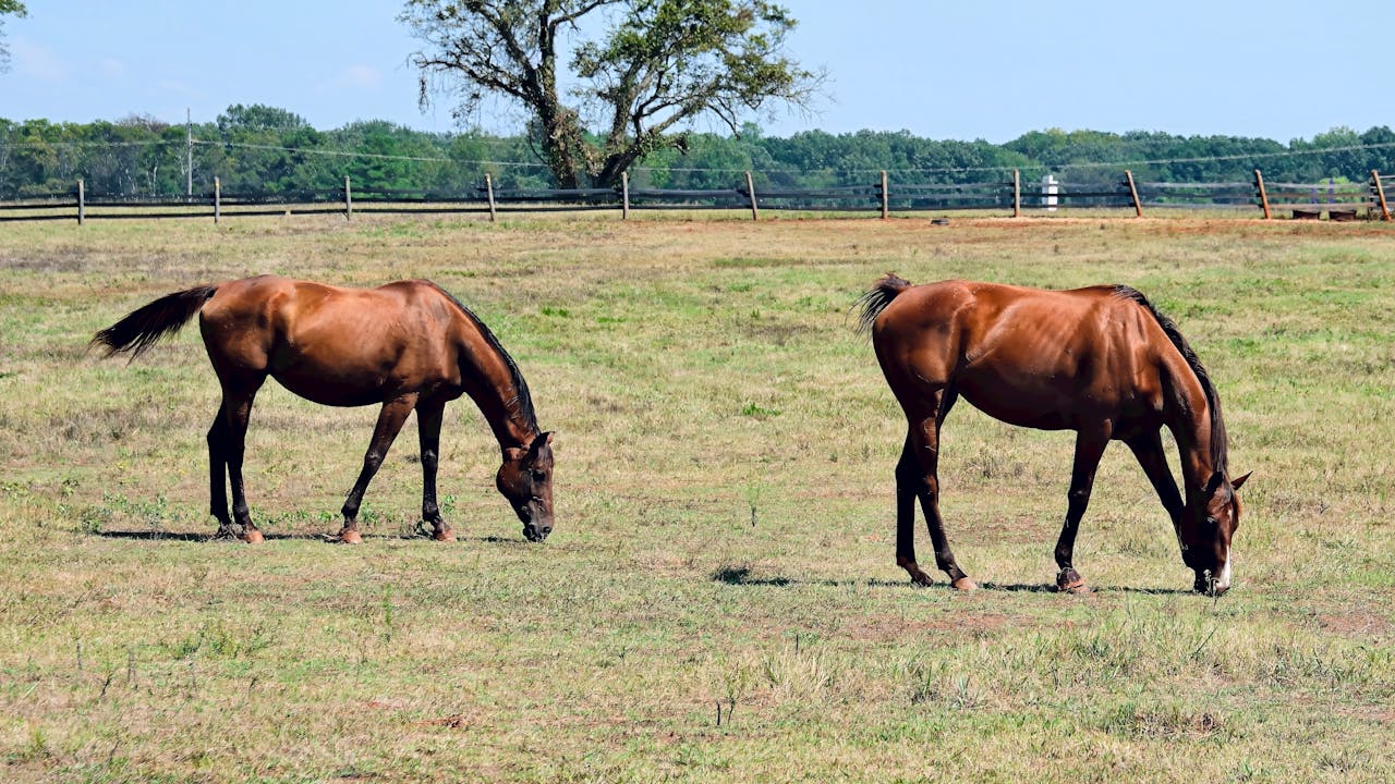 Los drones ayudan a la recuperación del ganado en Oklahoma