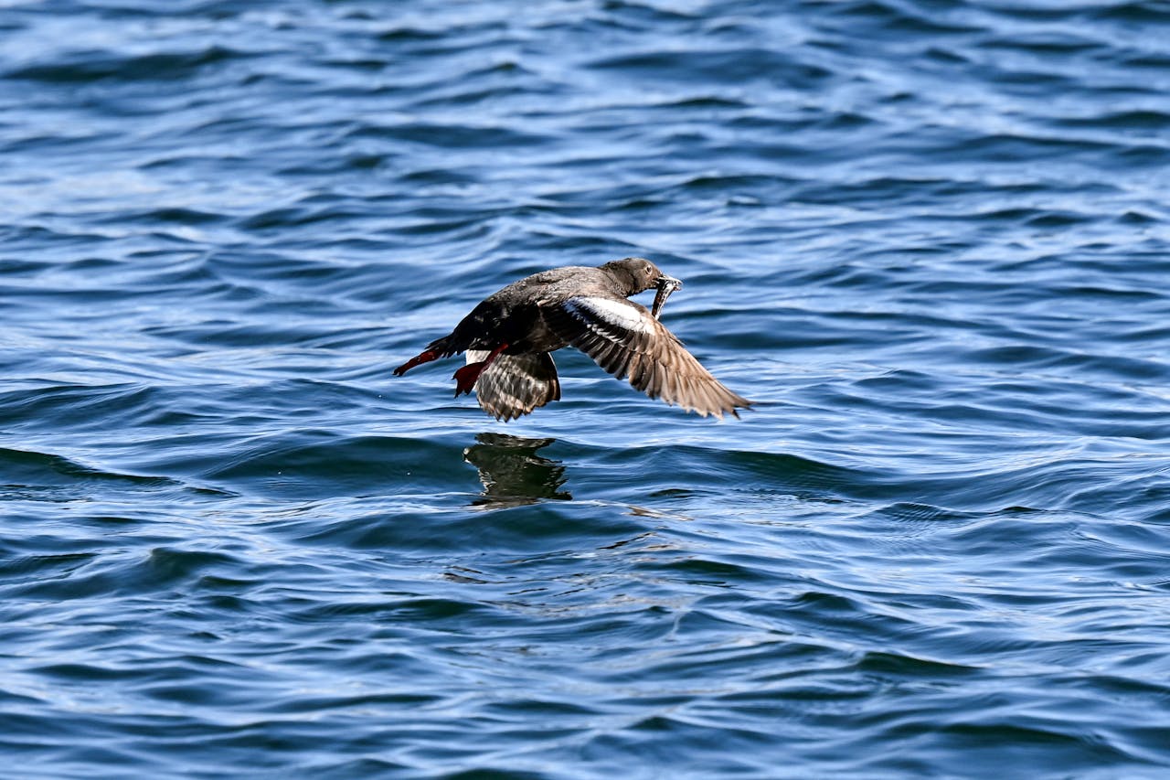 Alimentación aérea de peces en Florida por Soarin Drone Services, LLC