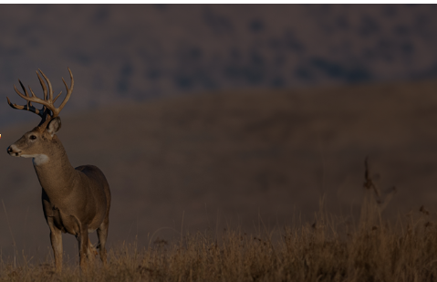Recuperación de ciervos, LLC
