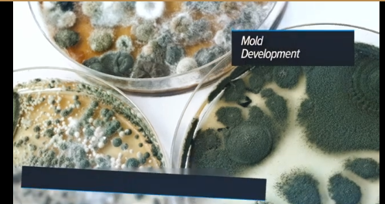 Servicios de inspección y muestreo de moho en Pensilvania por Fine Line Inspections