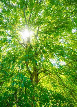 Komorebi - The sun shines through the leaves of a tree.