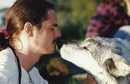 Altair, alpha wolf in the