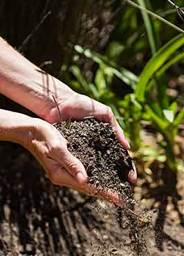 A person's hands are holding earth in a garden.