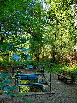 A water treading pool in the middle of a wooded area.