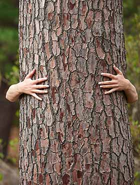 A woman hugs a tree with her hands.