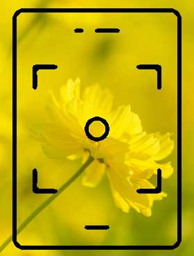 An icon of a camera with a yellow flower in the background.