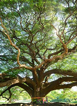 A tree with many branches.