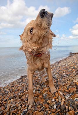 Golden Retriever shakes off water on a pebble beach.