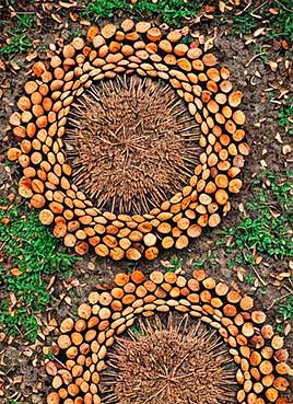 A circular arrangement of branches and leaves on the ground.