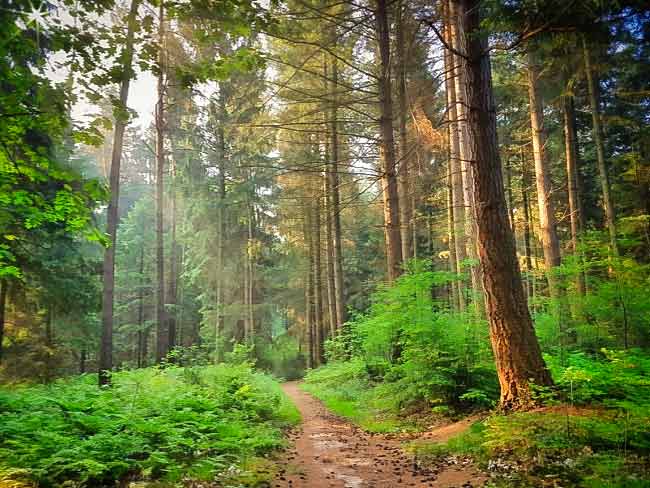 A path through a forest with trees in the background.
