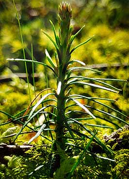 Ein junger, beleuchtet durch, das durch