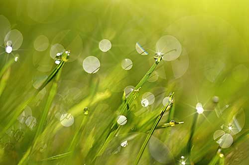 Morning dew glistens on green grass.