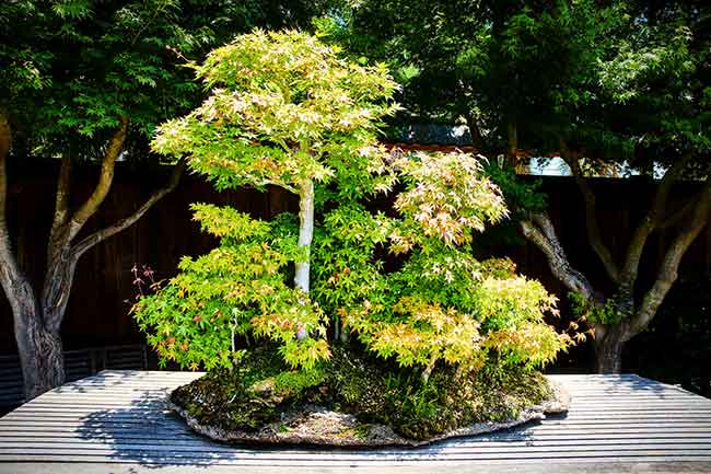 Ein üppiges, umgeben von