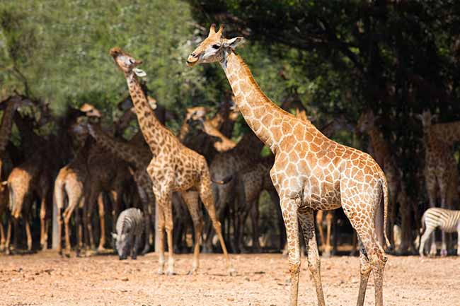 Eine Gruppe, von Bäumen, im Hintergrund