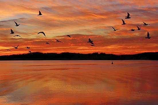 A group of birds flies over a calm body of water during a glowing sunset. The sky and clouds have shades of orange and red.