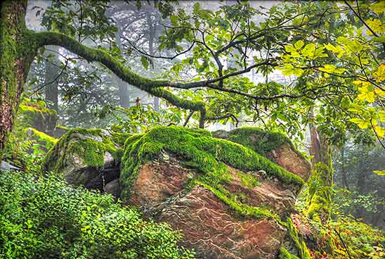 Eine Waldszene, mit Moos