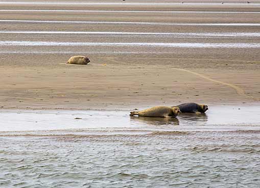 Drei Seehunde, ein Seehunf