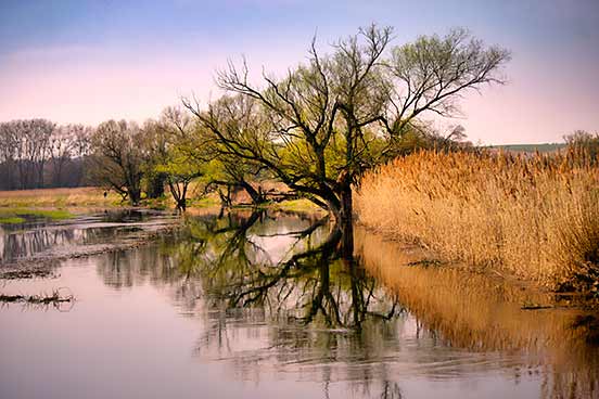 Bäume mit, umgeben von, hohem Schilfgras, unter einem