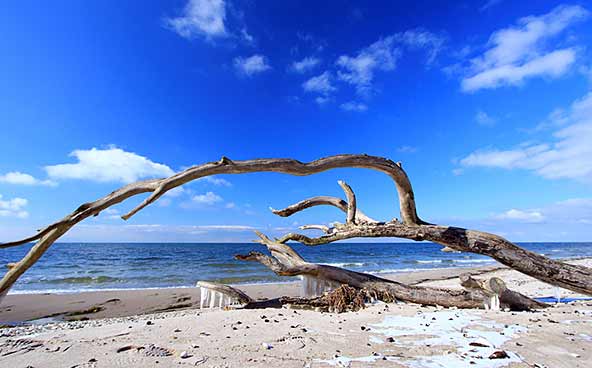 A fallen tree with bare branches lies on a sandy beach near the sea under a bright blue sky with scattered clouds.