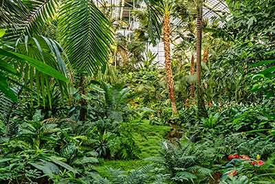 Üppig grüner, eingeschlossen in