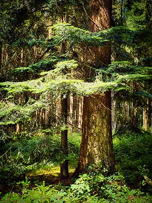 Ein großer, umgeben von