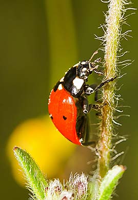 Ein rot-schwarzer, haarigen Pflanzenstamm.