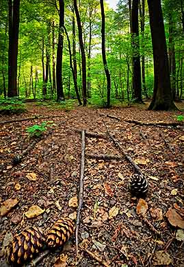 Ein Waldboden, Tannenzapfen und, mit hohen, die in
