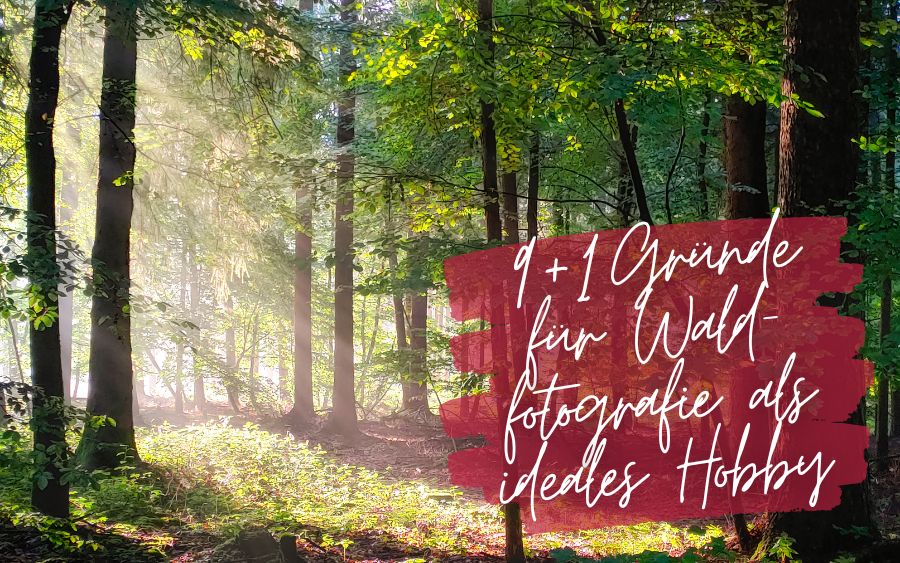 Sunlight falls through a lush green forest with a text overlay in German that reads "9 + 1 Reasons for Forest Photography as an Ideal Hobby".