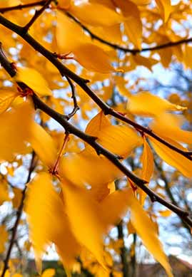 Close-up of a branch with bright yellow leaves against a blurred background of yellow foliage and blue sky.