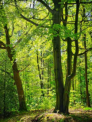 A sunlit forest with dense green foliage and two striking trees in the foreground.
