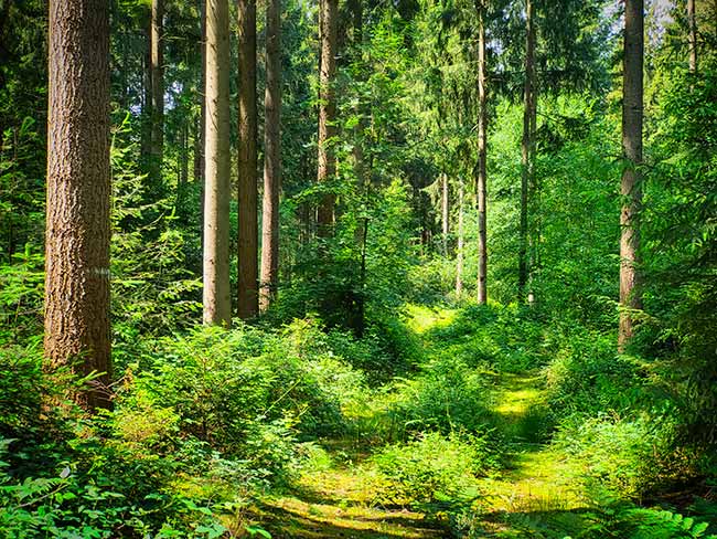 Ein sonnenbeschienener, darunter Farne, der einen, grasbewachsenen Pfad