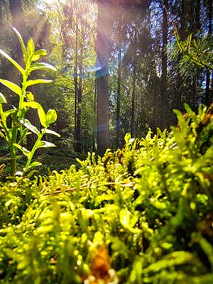 Sunlight filters through a dense forest, illuminating green moss and foliage in the foreground.