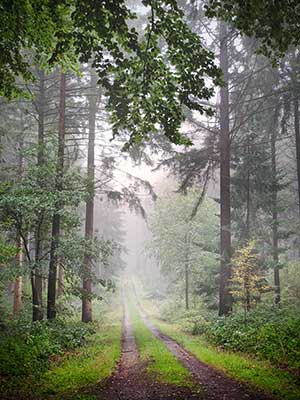 Ein nebliger, umgeben von