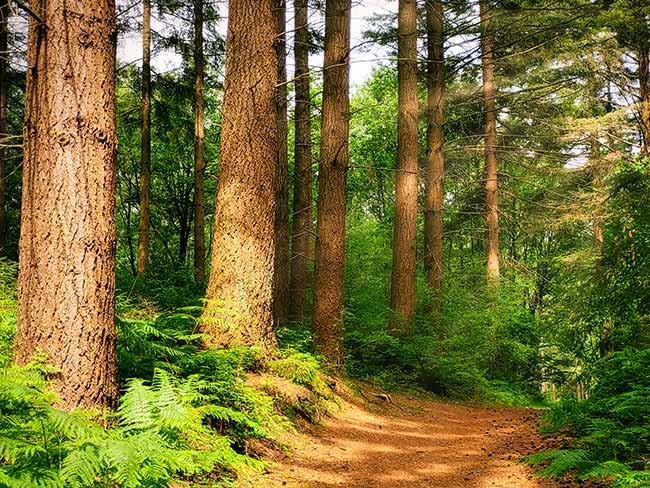 A forest path winds through a dense forest with tall trees and lush green ferns in the sunlight.