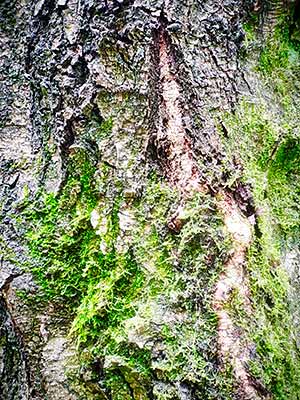 Close-up of a tree bark covered with green moss. The textured surface has different shades of green and brown.