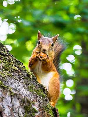 Ein Eichhörnchen, das eine, steht auf