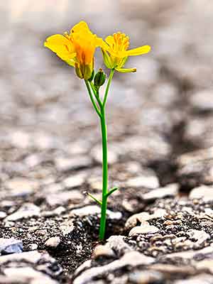 A small yellow flower grows resistant through a crack in the pavement.