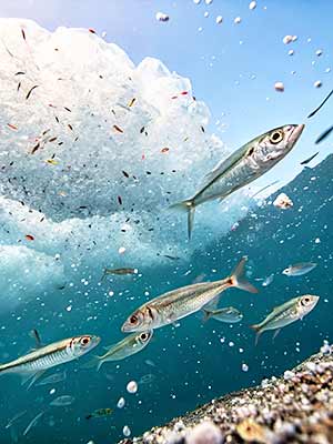 Several fish, in the background, in the foreground